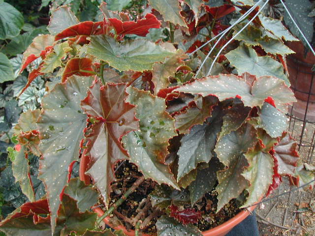 B. ‘Flo Belle Moseley’